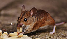 24 Hour & Emergency Exterminators in Middle Tenn State Univ, TN